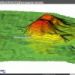 Humminbird Autochart PC